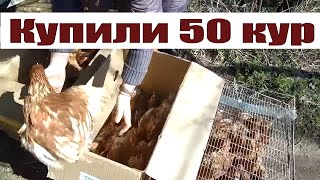 Купили 50 кур и запустил им летний курятник