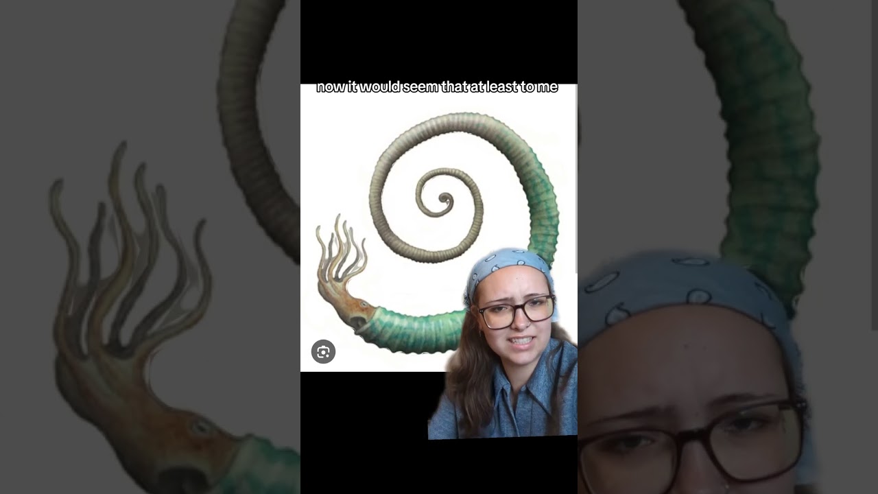 Забавные аммониты