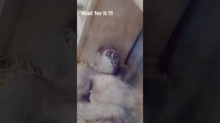 Female Gorilla Caught Masterbating But It Gets Worse At The End 