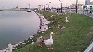 Duck Lake In Alkobar City Saudi Arabia