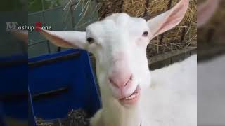 funny goats/ Try not to laugh challenge goat edition