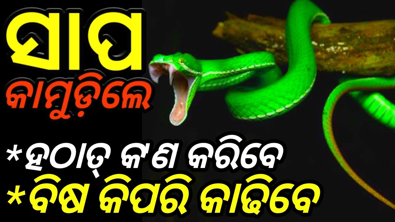Snakebite emergency treatment/Sapakamudara Odia Health Tips/First aid treatment of snakebite Odia