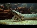 Мраморный бишир или полиптерус орнатипинис (Polypterus ornatipinnis) описание, содержание и уход