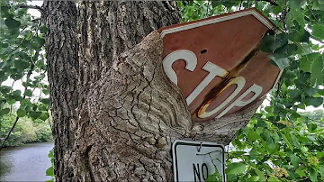 Самые дорогие деревья