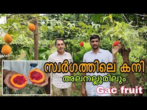 Gac fruit | เดธเตเดตเตผเดเดคเตเดคเดฟเดฒเต เดเดจเดฟ | เดเดพเดเต เดซเตเดฐเตเดเตเดเต | Fruit of heaven | Ente Krishiyidam