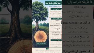 Tree in Pakistan search all world