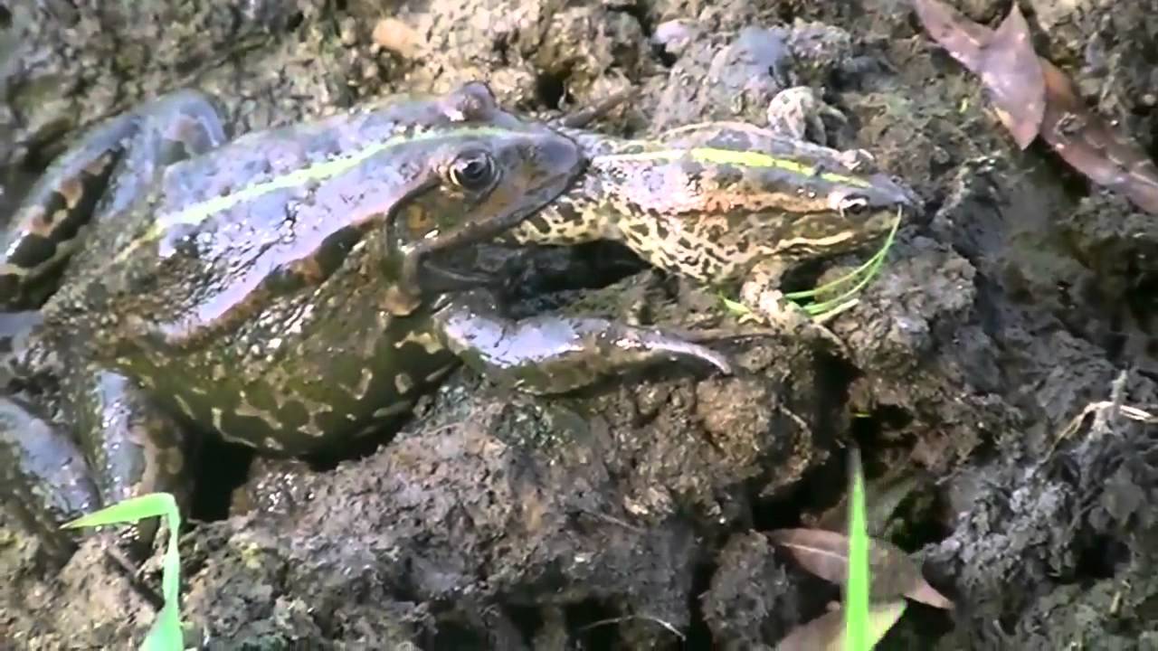 Астрахань, Болхуны 2012 (часть 3) - YouTube