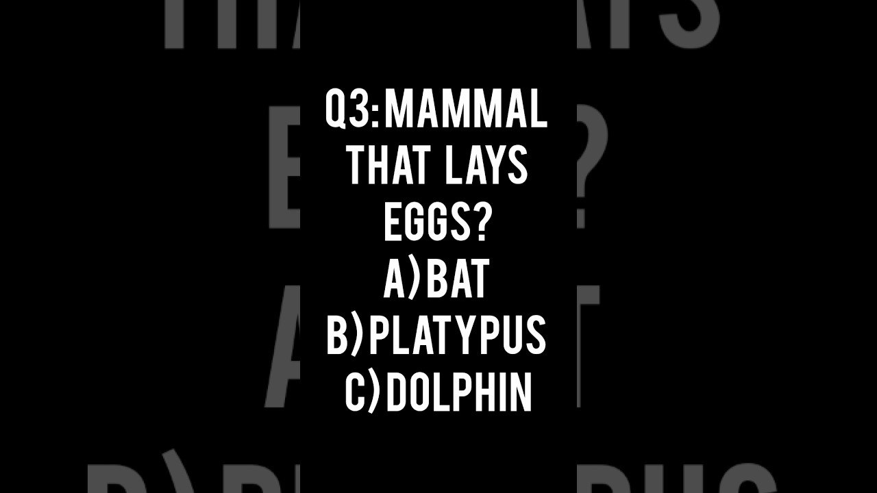 Animal Quiz 🐾 | Can You Get All 3 Right? 🧠