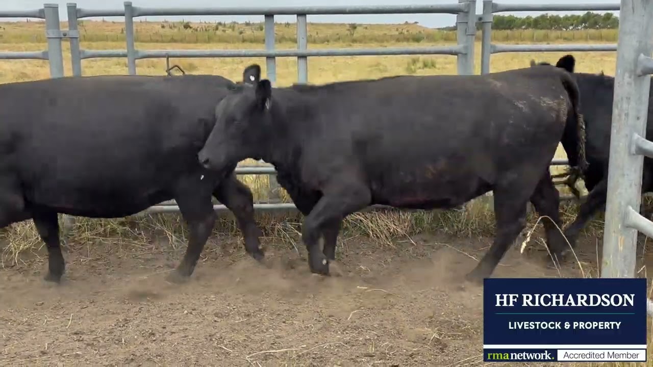 Tim Mugavin- 13 PTIC Angus Heifers
