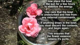 How to Make Santa Barbara's Glory B Flower Essences