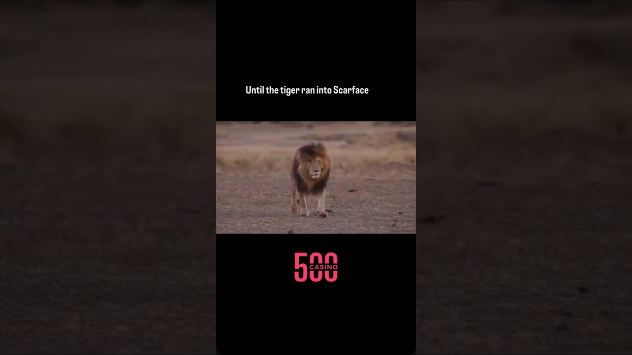 Scarface, the famous lion from Kenya’s Maasai Mara National Reserve, died on June 11, 2021 at the ag