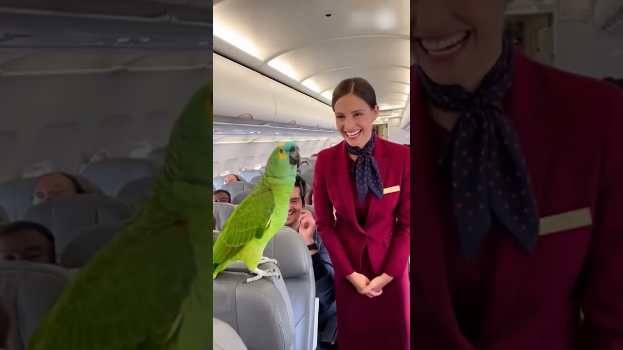 This Parrot Turns the Plane Into Comedy | Savage Roast By Parrot Savage Ai
