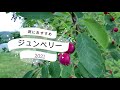 庭木のおすすめ【ジューンベリー】春夏秋 Juneberry