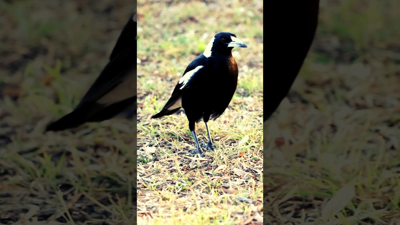 Graceful Foraging: Australian Magpie on Green Grass Symphony 🌿🐦  