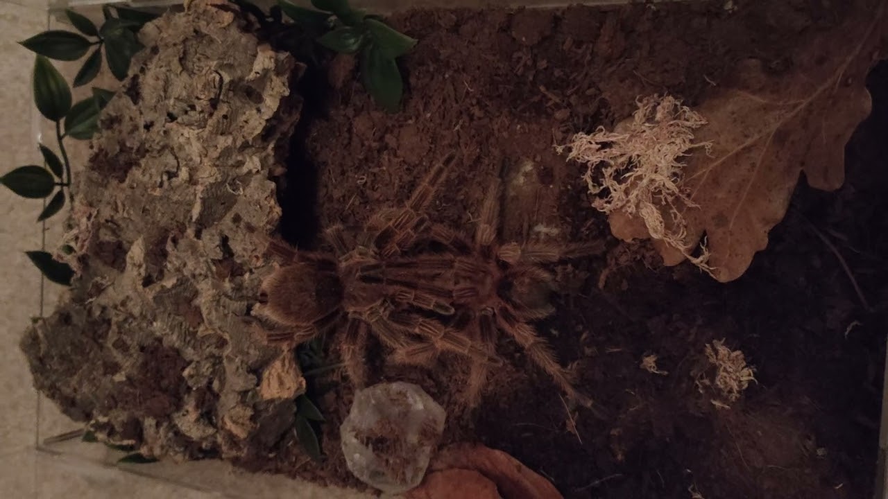 Chilean rose flame (G.Rosea)Drumming to breeding.