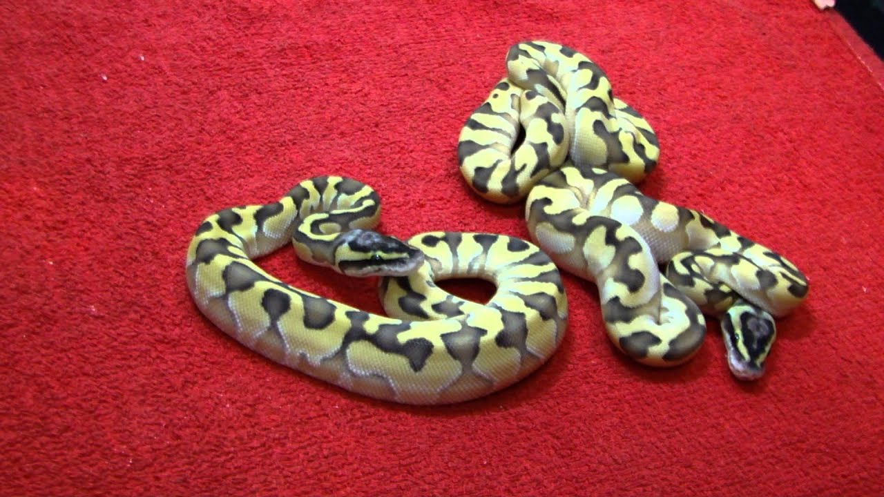 eggs florentine Clutch 3. Enchi Combos