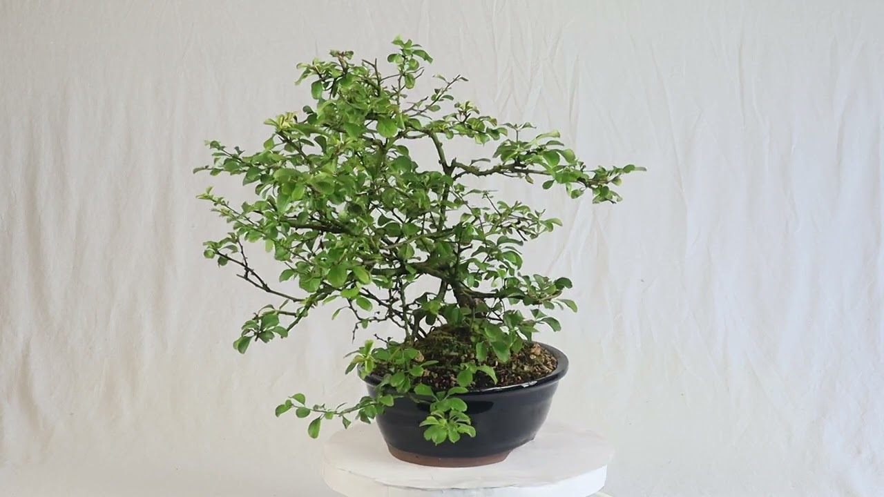 コンティの木 White Chojubai Quince - ST1224WCQ-Z - Brussel's Bonsai