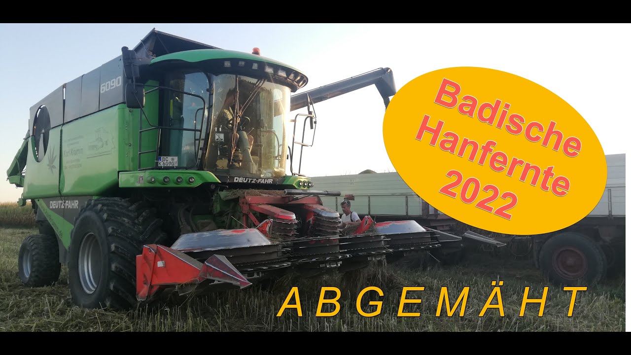 "Abgemäht" // Badische Hanfernte 2022 am Fuße des Schwarzwald