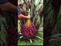 Shorts Agritools Farming2024 Agriculture JIKreactionagritools In Farming 2024 Shorts Agritools Farming2024 Agriculture JIKreactionagritools In Farming 2024