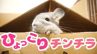 色んなところからひょっこり出てくるチンチラが可愛すぎる！！Chinchilla comes out of the window