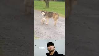 Funny Animal Videos Try Not To Laugh