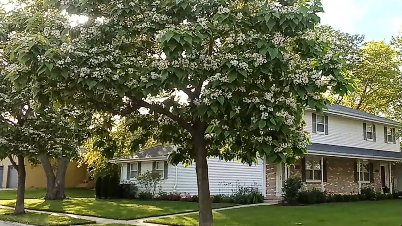 Catalpa trees in full bloom || white flowers and large leaves