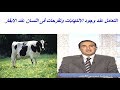 التعامل عند وجود الالتهابات وتقرحات فى اللسان عند الابقار والجاموس مع ارتفاع درجة الحرارة