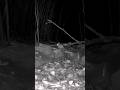 Mouse in the garden#rodents#garden#animalshorts#animals