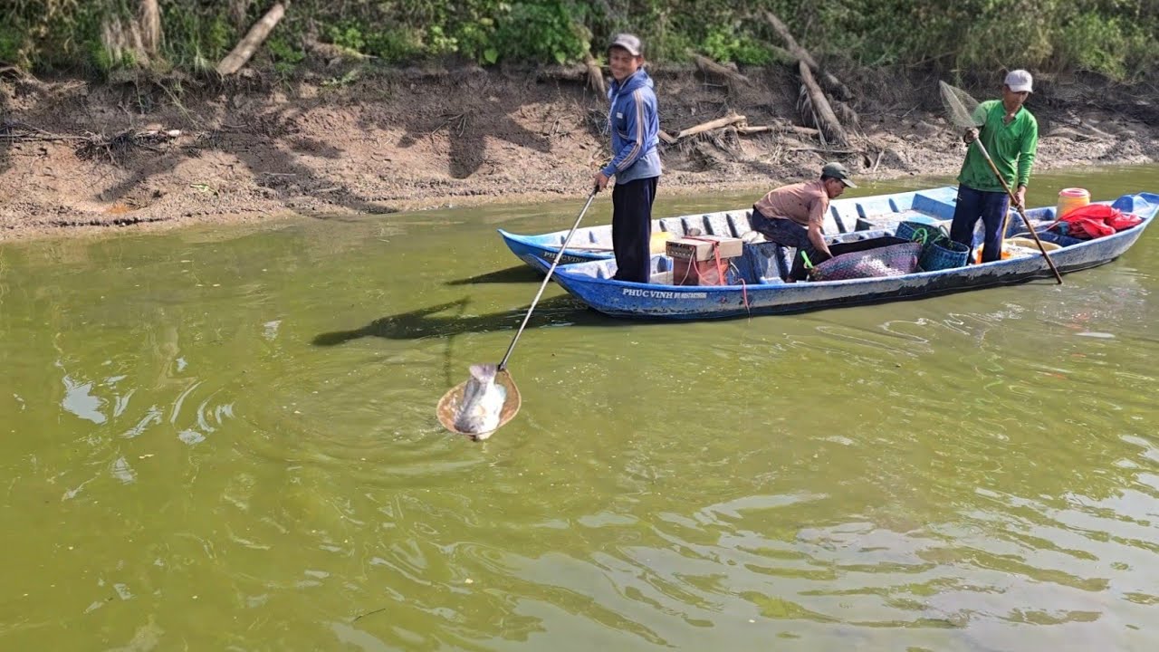 Gặp Phải Cao Thủ Kích Cá Con Nào Chạy Khỏi Chích Cá Đầy Xuồng | Fishing Fish