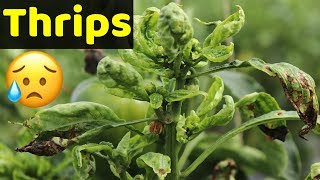 थ्रिप्स - Thrips Attack and Control all Information in Hindi | Indian Farmer