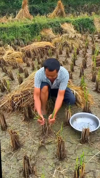 Looking for fish in the rice fields #shorts