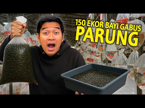Ikan Gabus