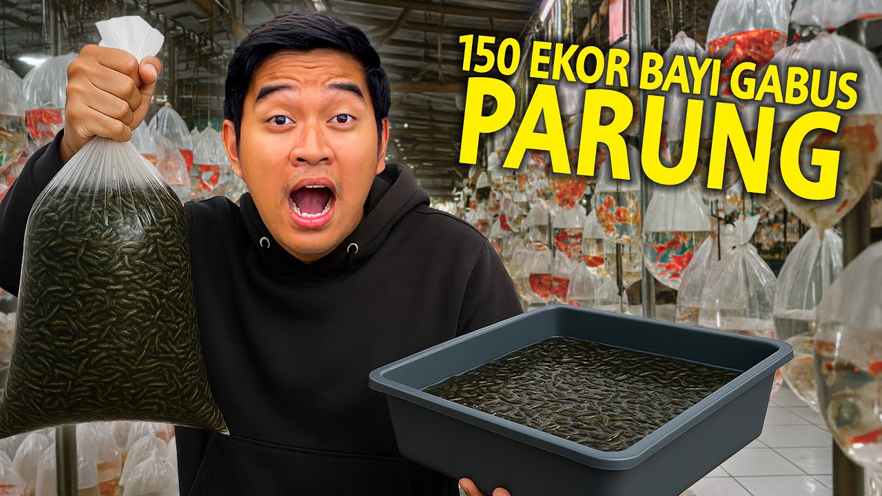 BELI 150 EKOR ANAKAN IKAN GABUS DI PASAR PARUNG! KITA KASIH KE HEWAN PELIHARAAN DI RUMAH! GEDEIN!
