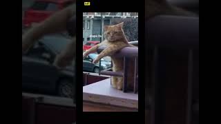 Moment Ketika lu lagi ditempat umum mendengar suara "WELCOME TO MOBILE LEGENDS"😲 #shorts #shortmlbb