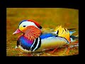 25 Jaime Torres - El Condor Pasa