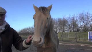 &#39;Hypnoses&#39; of a horse as a way to connect and relate to your horse