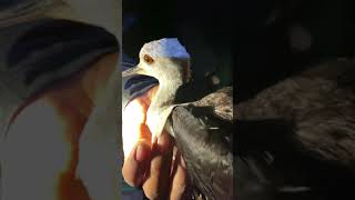 Black-Winged Stilt And Black-Bellied Whistling Duck A Really Good Film