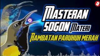MASTERAN SOGON MATERI RAMBATAN #sogongacor #kicaumania #masteransogokontong #pancingansogokontong