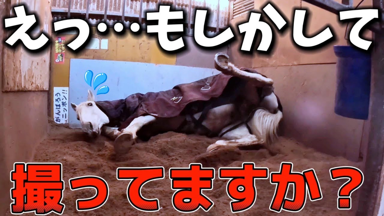 大きな白馬が豪快にゴロゴロする様子をこっそり撮影…撮られていること