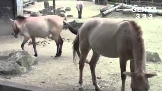 Horses Surprised To Suddenly Kicked