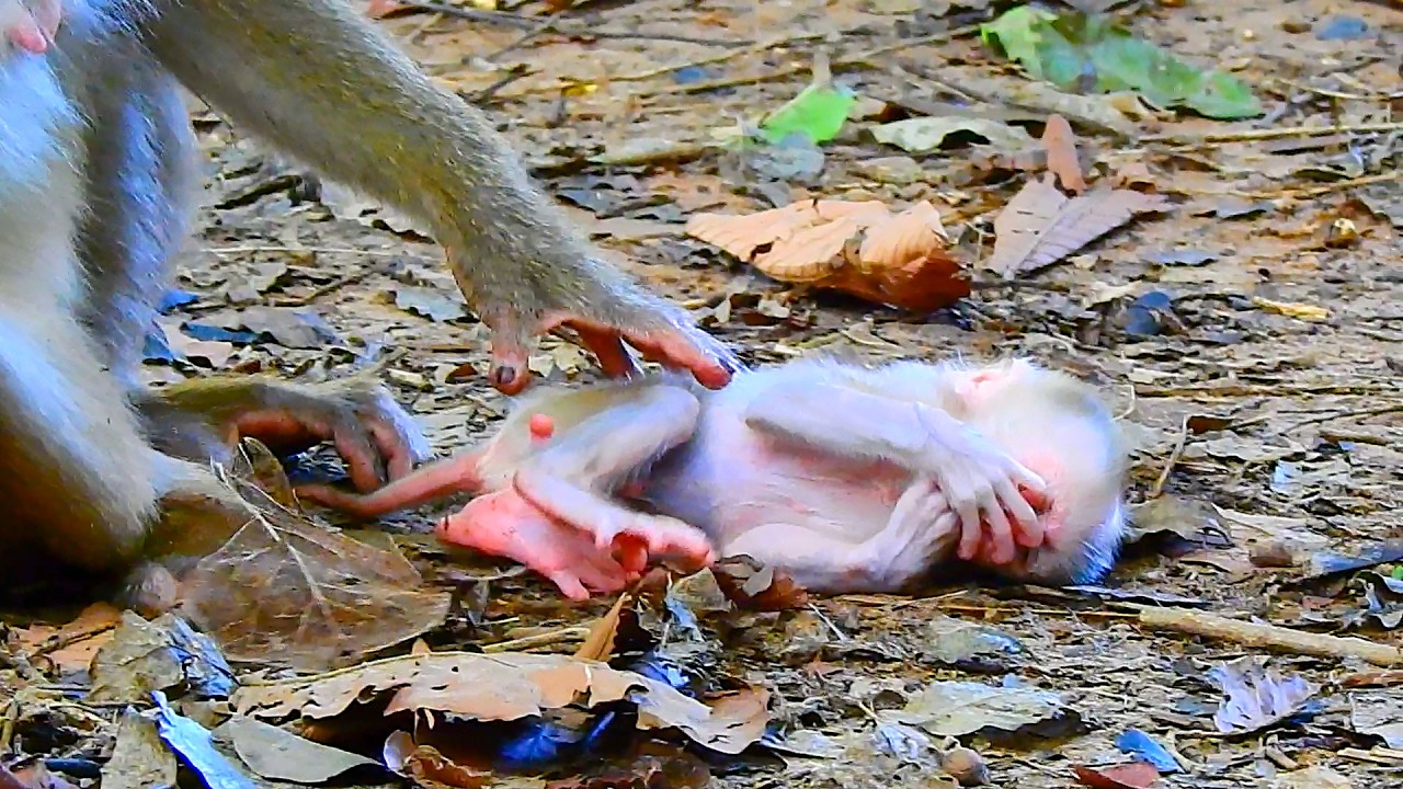 Newborn baby willingly sleeps on the ground while its mother ignores it