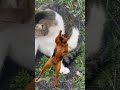 My dog is happy at the stealing my cat food. He started doing this dance. 