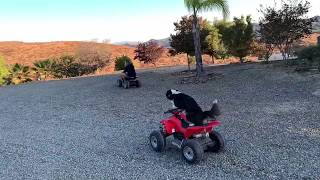 Long ATV ride with Bravo🚗🐕the Border Collie-Fun with Pup and Jane by Fun with Pup & Jane 2,090 views 4 years ago 1 minute, 6 seconds