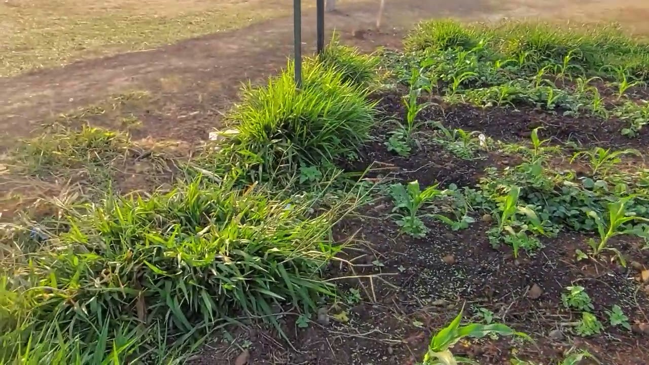 Push Pull Technology in Maize