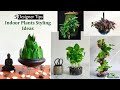 Ideas for Styling Indoor Plants: 5 Designer Tips | Arrange Indoor Plants in Your Home//GREEN PLANTS