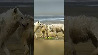 Arctic Wolves: The Ultimate Survival Battle 🐺❄️ | Teamwork Against a Giant Prey