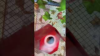 Fawn Java Birds Sparrow 🦜🕊️ #shorts #youtubeshorts #fawnjava #javasparrow #birds