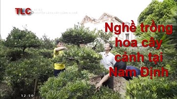 Nghề trồng cây cảnh tại Nam Định