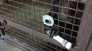 Jamie chimpanzee adjusts her enrichment puzzle