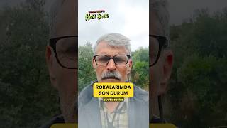 Roka Gelişimi Şahane Gidiyor (Hasat Yakın) Resimi